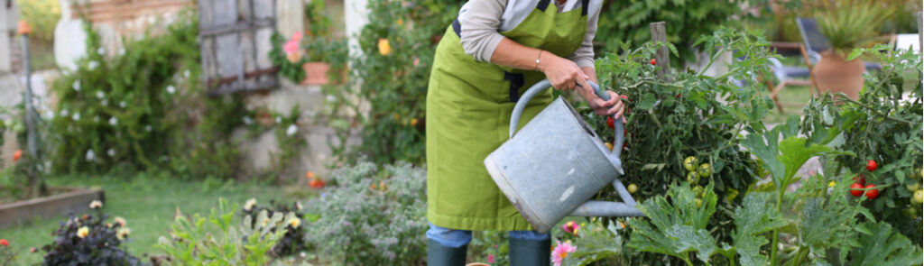 Senior woman watering a vegetable garden