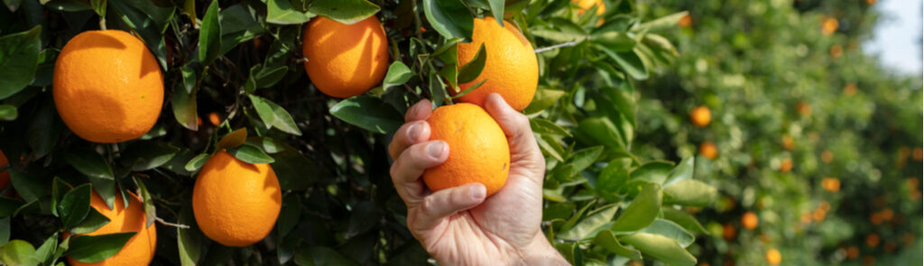 Man’s hand holding an orange growing on a tree