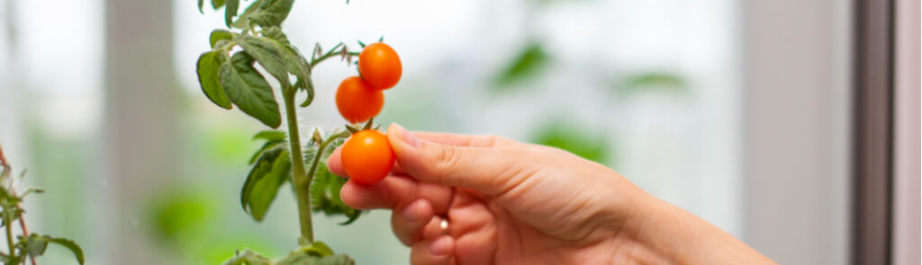 A woman plucking a ripe tomato from a plant.