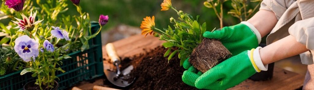 A woman adding plants to a garden.