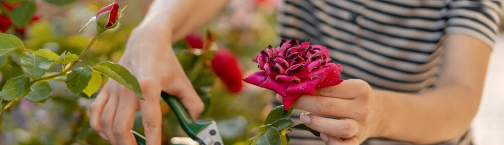 A gardener pruning a rose bush.